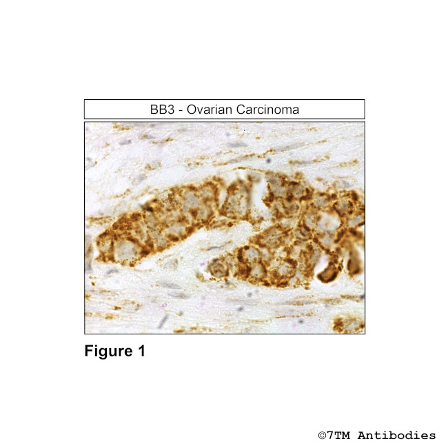 BB3, Bombesin Receptor 3 Antibody in Immunohistochemistry (Paraffin) (IHC (P))