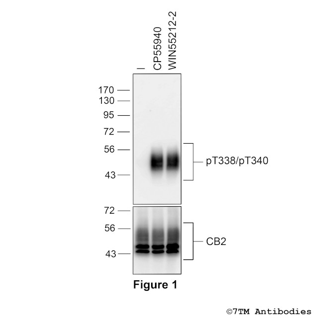 Phospho-Cannabinoid Receptor 2 (Thr338, Thr340) Antibody in Western Blot (WB)