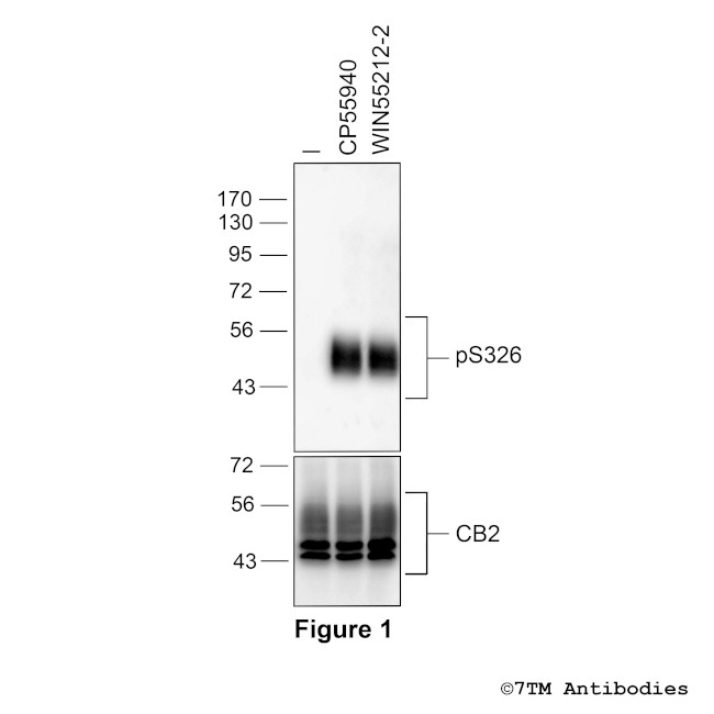 Phospho-Cannabinoid Receptor 2 (Ser326) Antibody in Western Blot (WB)