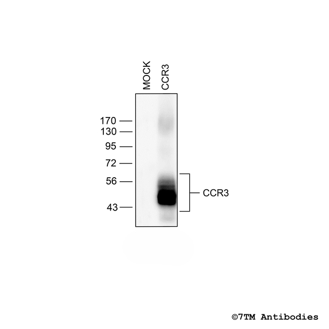 CCR3, CCR3 Chemokine Receptor Antibody in Western Blot (WB)