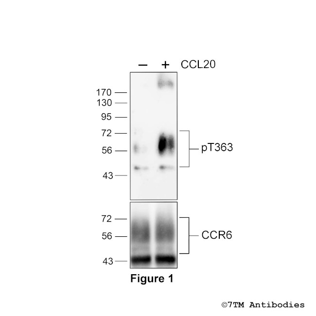 Phospho-Chemokine Receptor 6 (Thr363) Antibody in Western Blot (WB)