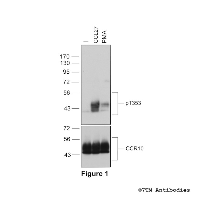 Phospho-Chemokine Receptor 10 (Thr353) Antibody in Western Blot (WB)