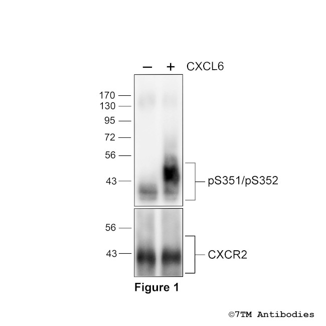 Phospho-CXC Chemokine Receptor 2 (Ser351, Ser352) Antibody in Western Blot (WB)