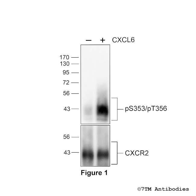 Phospho-CXC Chemokine Receptor 2 (Ser353, Thr356) Antibody in Western Blot (WB)