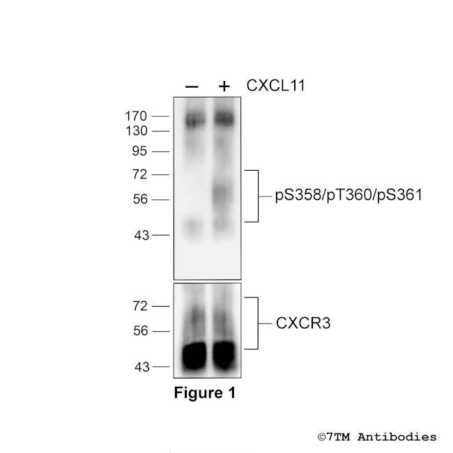 Phospho-CXC Chemokine Receptor 3 (Ser358, Thr360, Ser361) Antibody in Western Blot (WB)