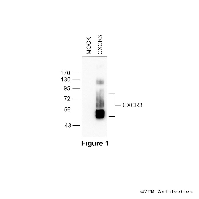 CXCR3, CXCR3 Chemokine Receptor Antibody in Western Blot (WB)