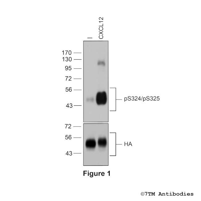 Phospho-CXC Chemokine Receptor 4 (Ser324, Ser325) Antibody in Western Blot (WB)