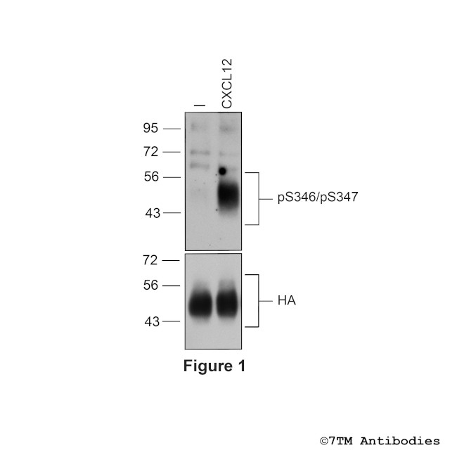 Phospho-CXC Chemokine Receptor 4 (Ser346, Ser347) Antibody in Western Blot (WB)