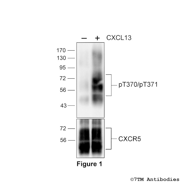 Phospho-CXC Chemokine Receptor 5 (Thr370, Thr371) Antibody in Western Blot (WB)