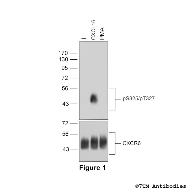 Phospho-CXC Chemokine Receptor 6 (Ser325, Thr327) Antibody in Western Blot (WB)
