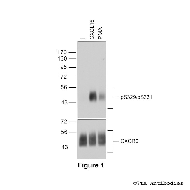 Phospho-CXC Chemokine Receptor 6 (Ser329, Ser331) Antibody in Western Blot (WB)