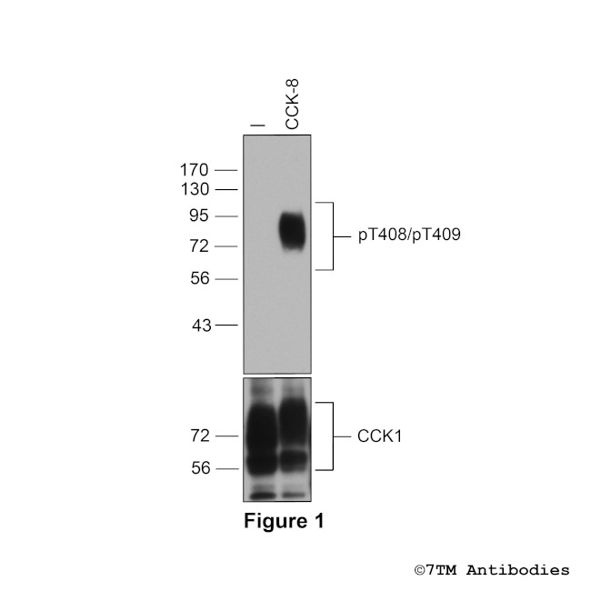Phospho-Cholecystokinin Receptor 1 (Thr408, Thr409) Antibody in Western Blot (WB)