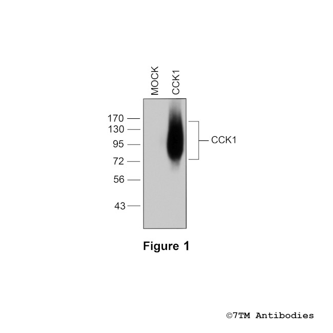 CCK1, Cholecystokinin Receptor 1 Antibody in Western Blot (WB)