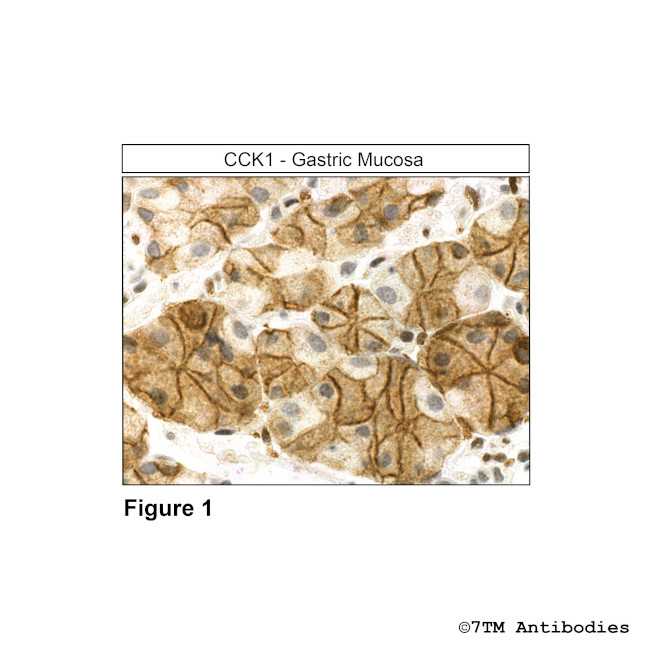 CCK1, Cholecystokinin Receptor 1 Antibody in Immunohistochemistry (Paraffin) (IHC (P))