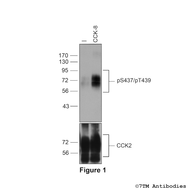 Phospho-Cholecystokinin Receptor 2 (Ser437, Thr439) Antibody in Western Blot (WB)