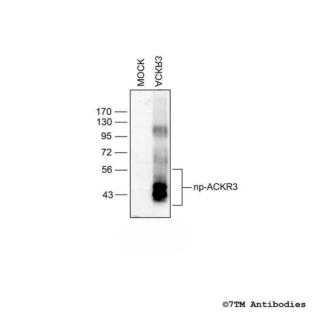 ACKR3, Atypical Chemokine Receptor 3 Antibody in Western Blot (WB)