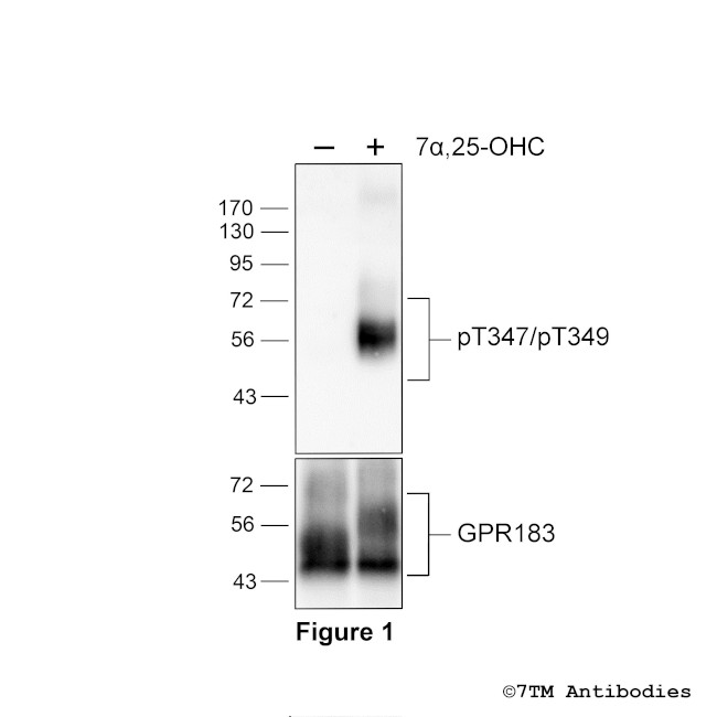 Phospho-GPR183 (Thr347, Thr349) Antibody in Western Blot (WB)