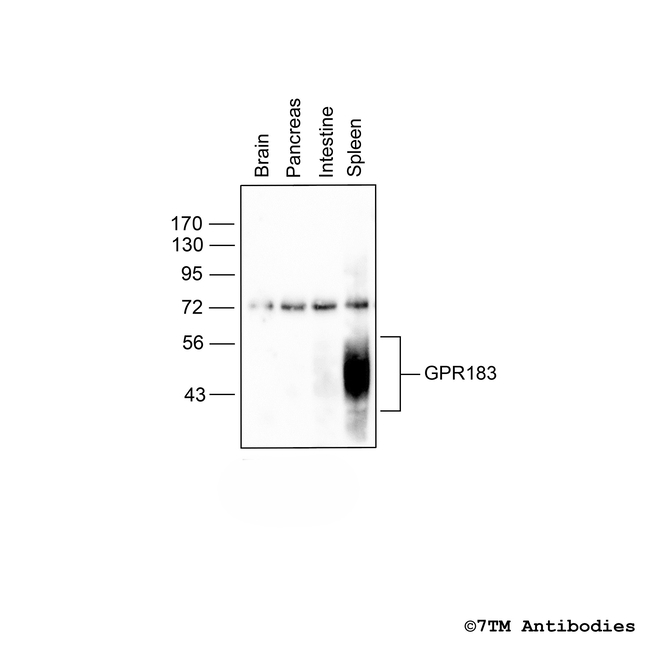 GPR183, Oxysterol Receptor Antibody in Western Blot (WB)