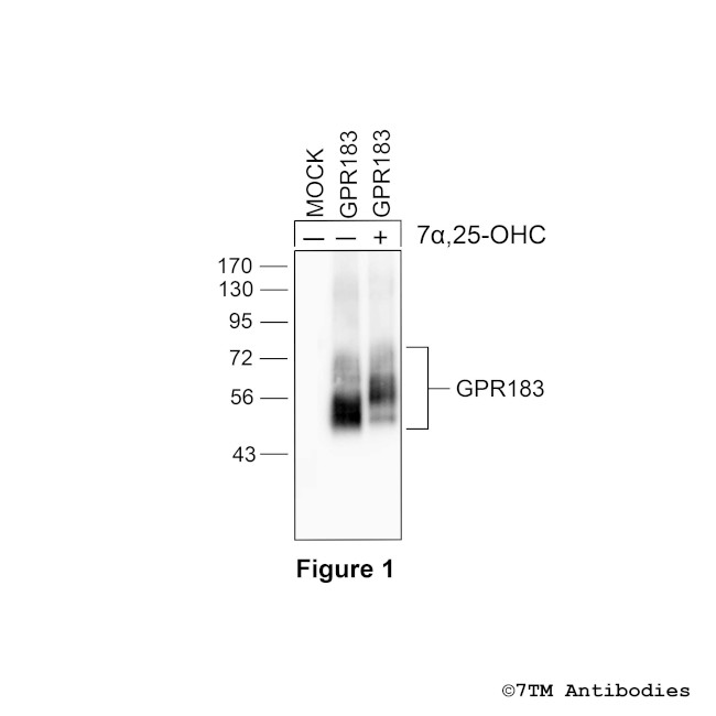 GPR183, Oxysterol Receptor Antibody in Western Blot (WB)