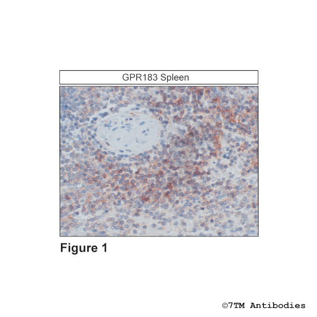 GPR183, Oxysterol Receptor Antibody in Immunohistochemistry (Paraffin) (IHC (P))