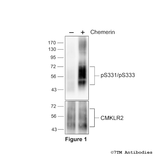 Phospho-Chemerin Receptor 2 (Ser331, Ser333) Antibody in Western Blot (WB)