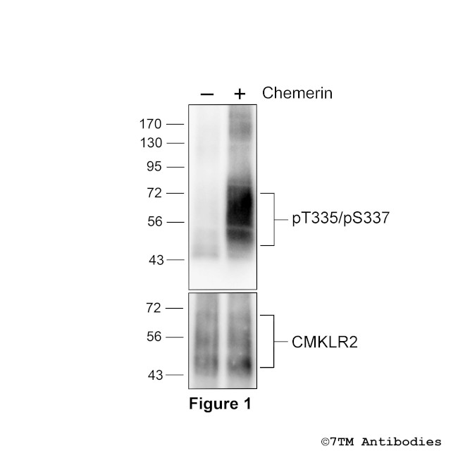Phospho-Chemerin Receptor 2 (Thr335, Ser337) Antibody in Western Blot (WB)
