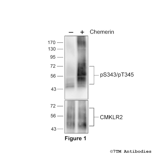 Phospho-Chemerin Receptor 2 (Ser343, Thr345) Antibody in Western Blot (WB)