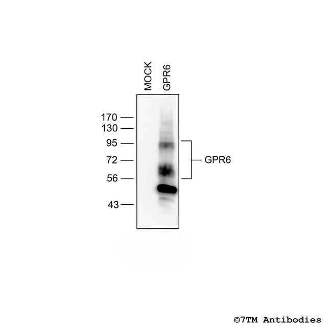 GPR6, G protein-coupled Receptor 6 Antibody in Western Blot (WB)