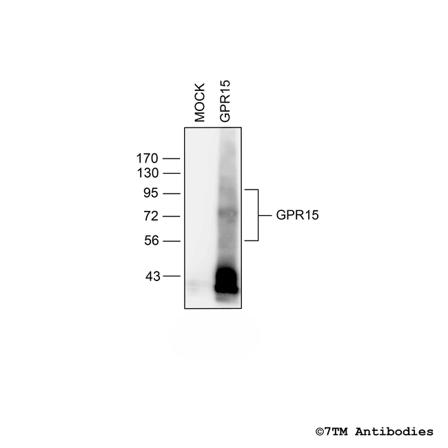 GPR15, G protein-coupled Receptor 15 Antibody in Western Blot (WB)