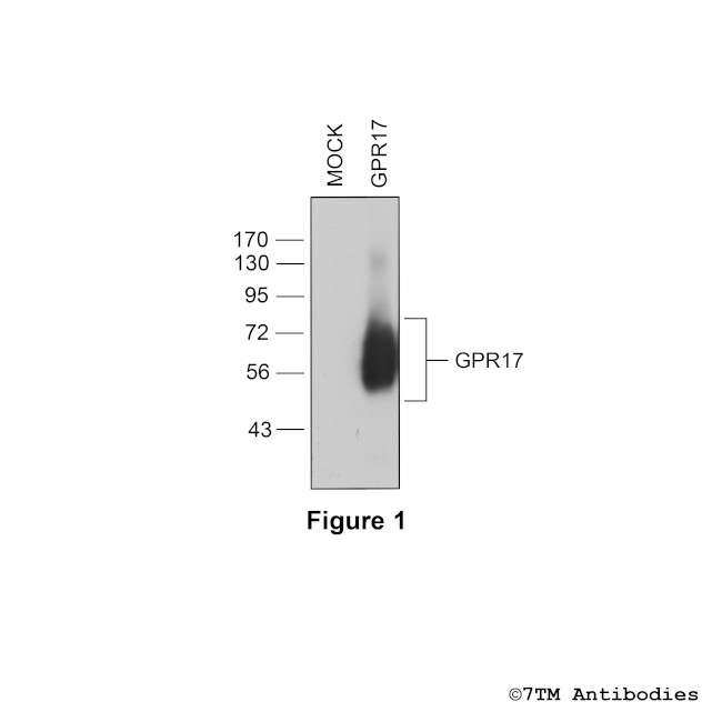 GPR17, G Protein-coupled Receptor 17 Antibody in Western Blot (WB)