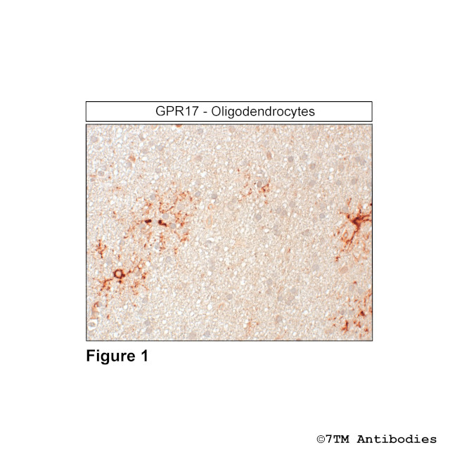 GPR17, G Protein-Coupled Receptor 17 Antibody in Immunohistochemistry (Paraffin) (IHC (P))