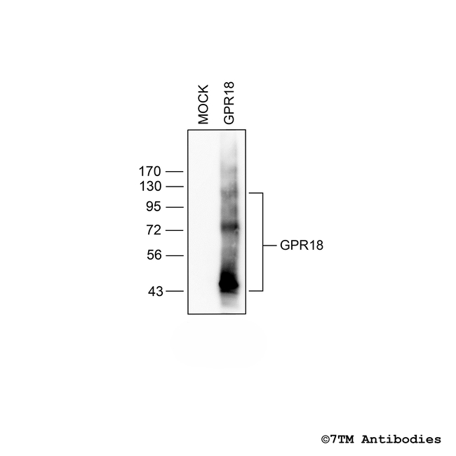 GPR18, G protein-coupled Receptor 18 Antibody in Western Blot (WB)