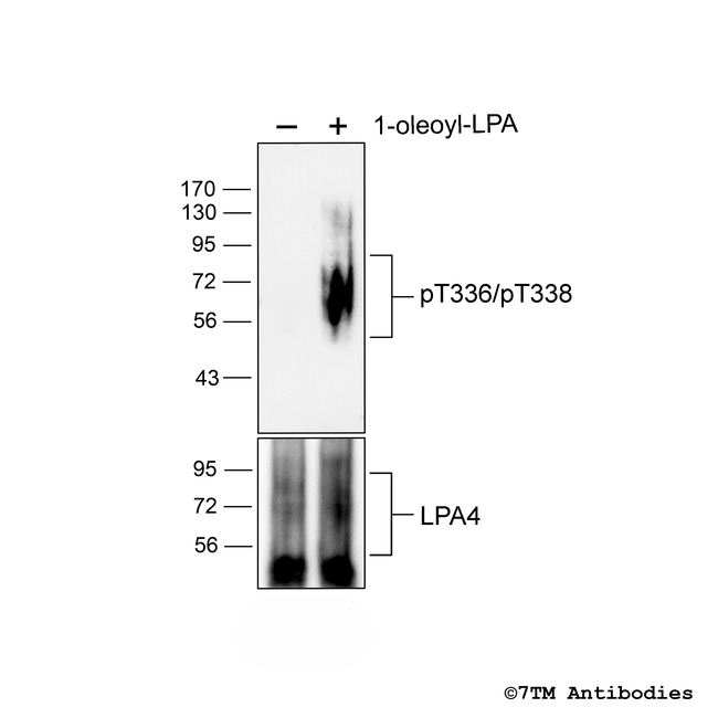 Phospho-Lysophosphatidic Acid Receptor 4 (Thr336, Thr338) Antibody in Western Blot (WB)