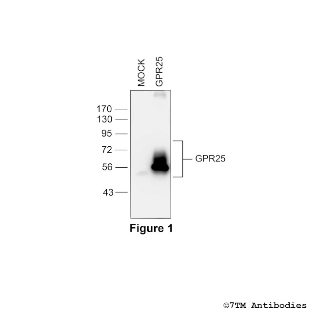 GPR25, G protein-coupled Receptor 25 Antibody in Western Blot (WB)