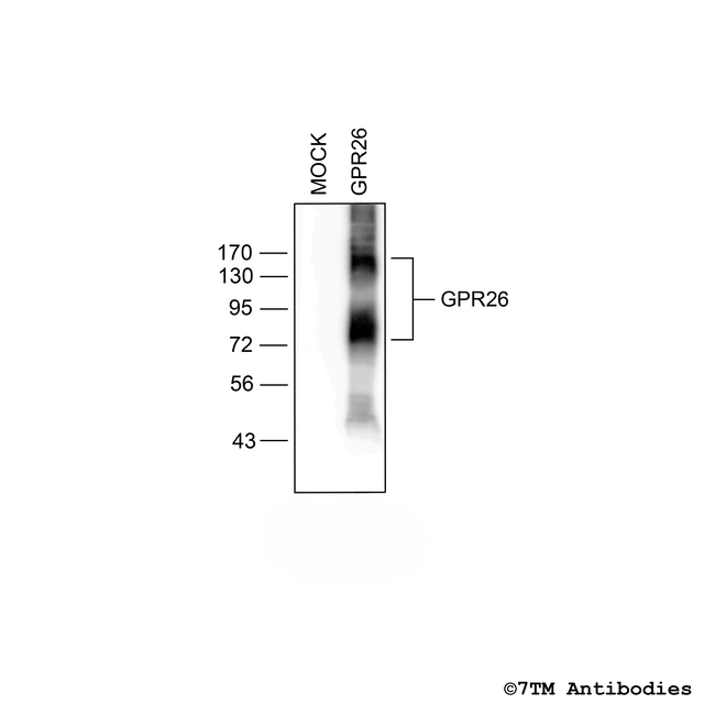GPR26, G protein-coupled Receptor 26 Antibody in Western Blot (WB)