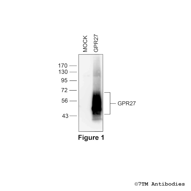 GPR27, G protein-coupled Receptor 27 Antibody in Western Blot (WB)