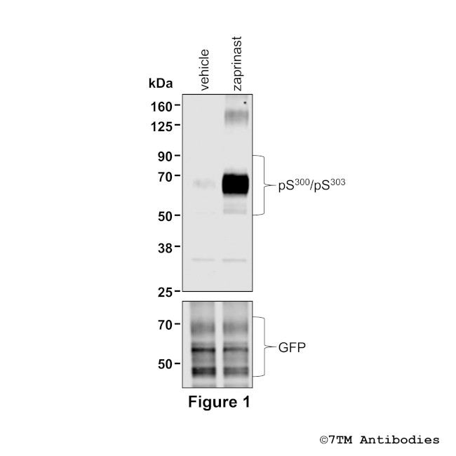 Phospho-GPR35 (Ser300, Ser303) Antibody in Western Blot (WB)