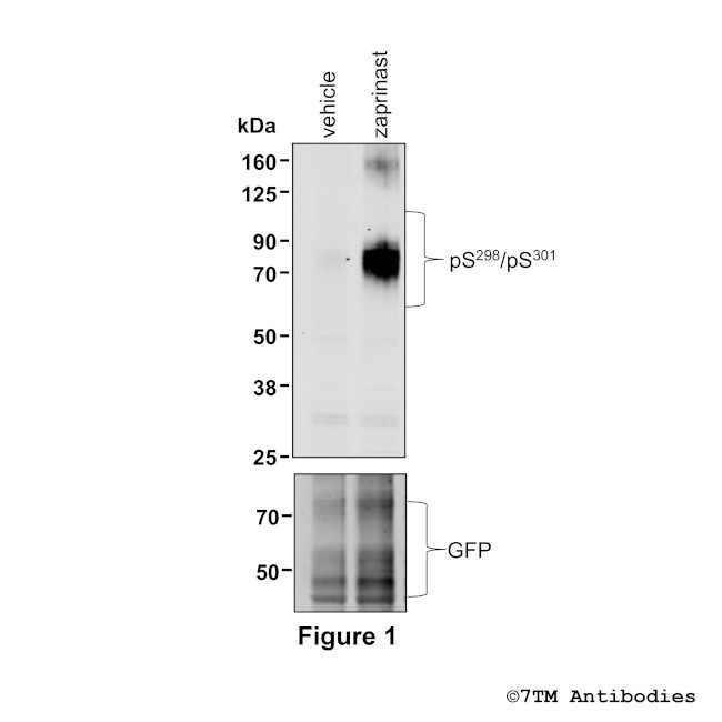 Phospho-GPR35 (Ser298, Ser301) Antibody in Western Blot (WB)