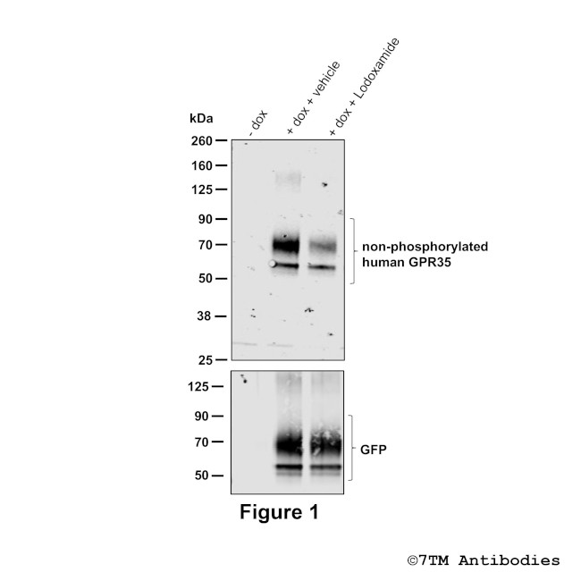 GPR35, G Protein-coupled Receptor 35 Antibody in Western Blot (WB)