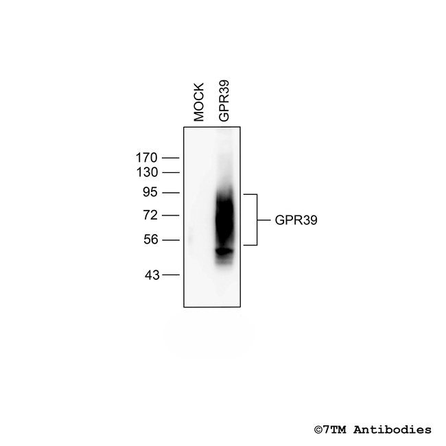 GPR39, G protein-coupled Receptor 39 Antibody in Western Blot (WB)