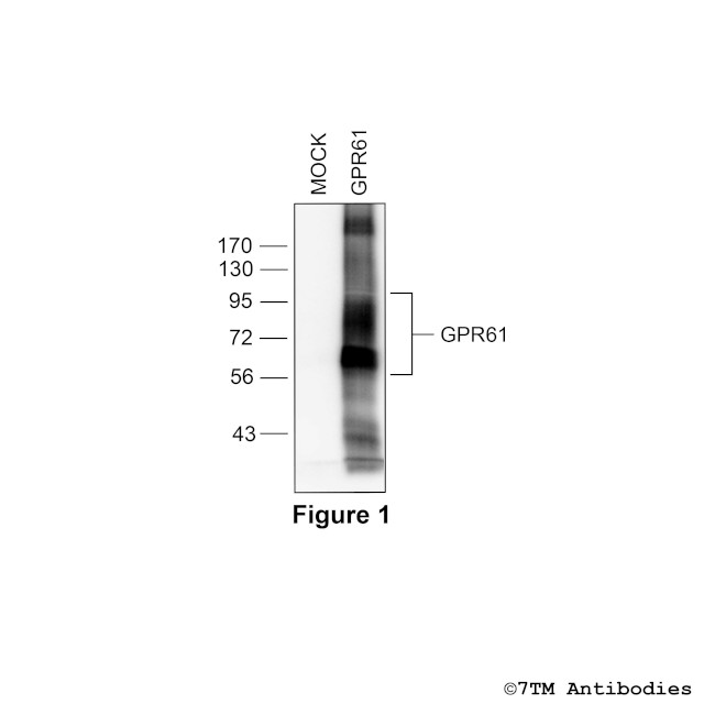 GPR61, G protein-coupled Receptor 61 Antibody in Western Blot (WB)