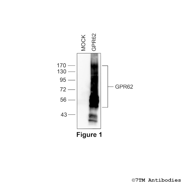 GPR62, G protein-coupled Receptor 62 Antibody in Western Blot (WB)