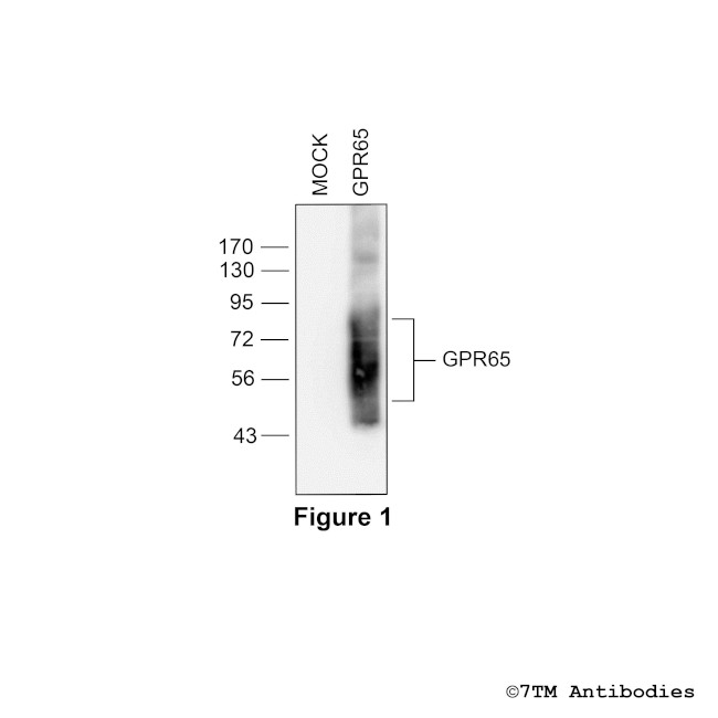 GPR65, G protein-coupled Receptor 65 Antibody in Western Blot (WB)