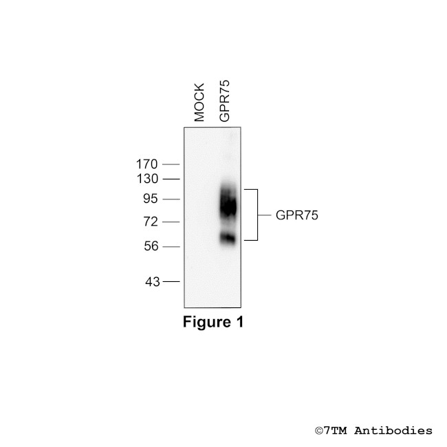 GPR75, G protein-coupled Receptor 75 Antibody in Western Blot (WB)