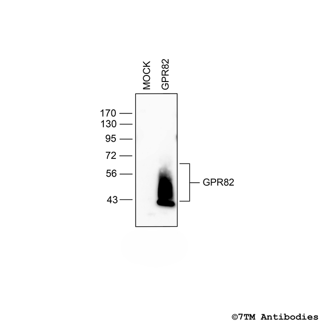 GPR82, G protein-coupled Receptor 82 Antibody in Western Blot (WB)