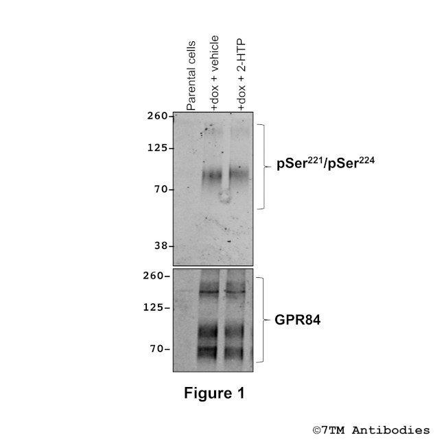 Phospho-GPR84 (Ser221, Ser224) Antibody in Western Blot (WB)