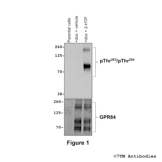 Phospho-GPR84 (Thr263, Thr264) Antibody in Western Blot (WB)