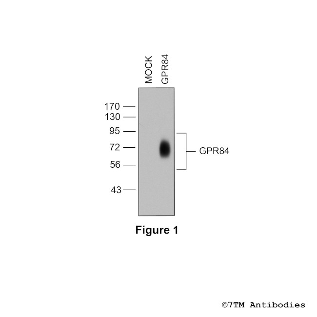 GPR84, G Protein-Coupled Receptor 84 Antibody in Western Blot (WB)