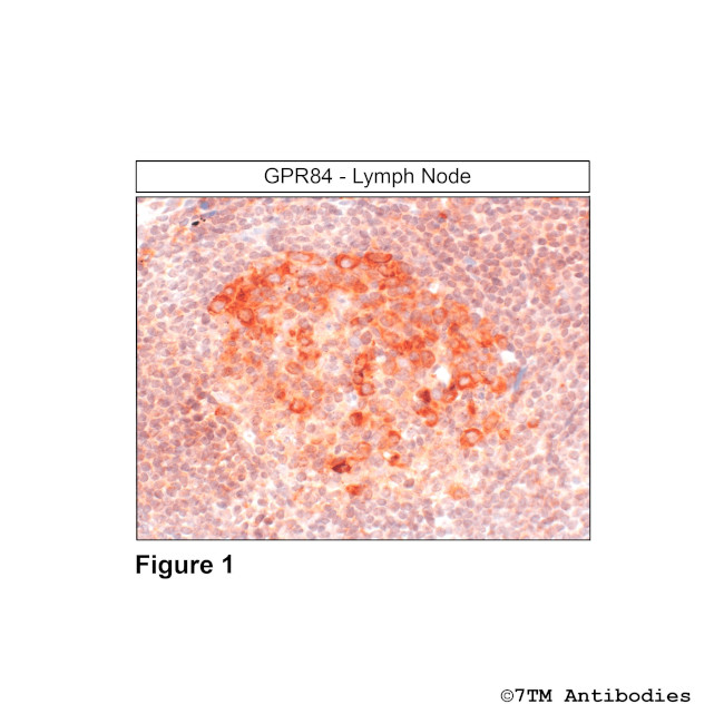 GPR84, G Protein-Coupled Receptor 84 Antibody in Immunohistochemistry (Paraffin) (IHC (P))