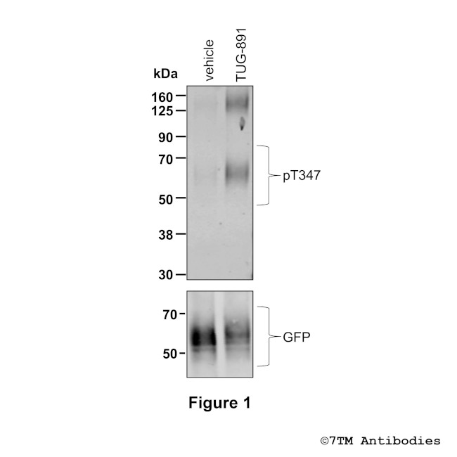 Phospho-FFA4 (Thr347) Antibody in Western Blot (WB)